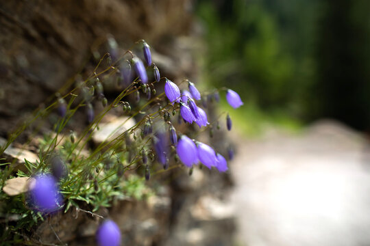 fiori viola selvatici, di giorno, in primo piano, in un ambiente naturale, in estate, su sfondo sfuocato