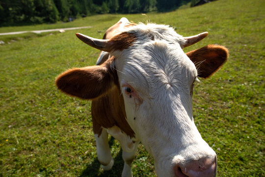 mucca al pascolo in un prato, in un ambiente naturale, di giorno, in estate, che si avvicina alla fotocamera