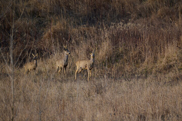 Adorable roe deer doe ,, capreolus capreolus ,, in its natural environment, meadow of Carpathian forest, Slovakia © Tom
