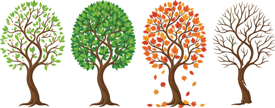 Set of four trees representing seasons showing spring blossoms summer foliage autumn leaves and winter bare branches