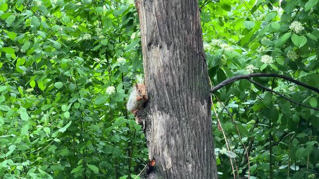 Squirrel eating nut while sitting on tree branch among green leaves, wildlife outdoor scene, natural forest habitat, summer woodland nature.