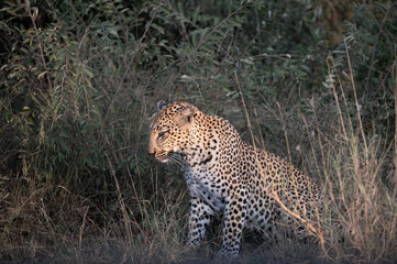 Naklejka premium African leopard about to stand from the sitting position as it is illuminated by the last rays of the setting sun.