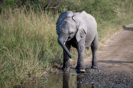 Lone African elephant calf stands over a shallow rainwater puddle trying to master the art of drinking with its flailing trunk.
