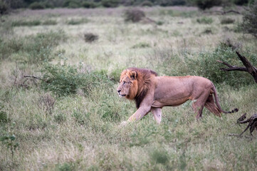 Light coloured maned lion strolling side on through a clearing in the long grass and dense lush green vegetation.  © robbyh