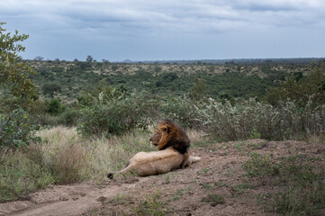 Large black maned Lion lying on an elevated outcrop with his head raised looking out over his territory © robbyh