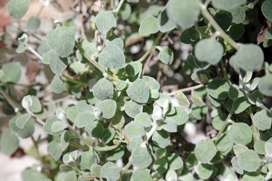 Macro image of Liquorice Plant foliage, Nottinghamshire England
