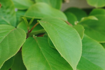 Obraz premium Vibrant Green Plant Leaves Macro Detail with Shallow Depth of Field Symbolizing Growth and Freshness in Nature