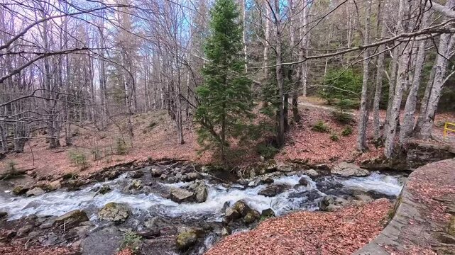 Mountain River Flowing Through Spring Forest Landscape With Rocks and Trees, Wild Nature Stream in Woodland, Scenic Water Current in Natural Environment, Fresh Green Forest Creek, Outdoor Travel