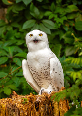 Fototapeta premium Snowy owl close-up. A beautiful snowy owl sits against a backdrop of green leaves. White owl on a green background.