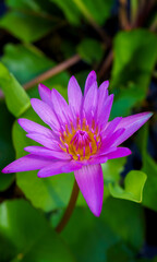 Fototapeta premium Beautiful purple water lily lotus flower blooming among green leaves