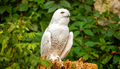 Fototapeta premium Snowy owl close-up. A beautiful snowy owl sits against a backdrop of green leaves. White owl on a green background.