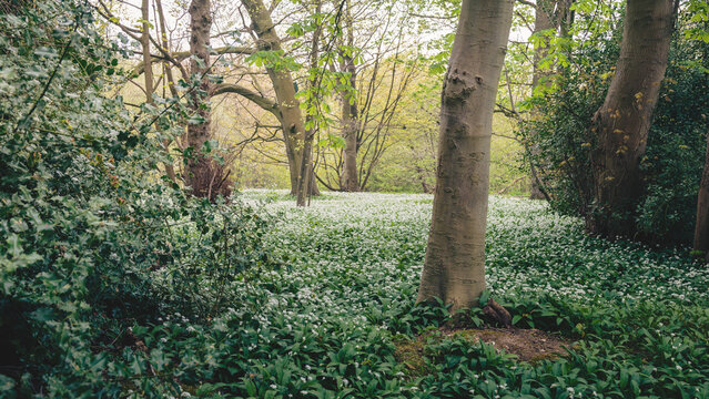 Bluebells, Wild Garlic and woodland scenes, Blue Bell Woods, Morpeth, Northumberland Spring 2026