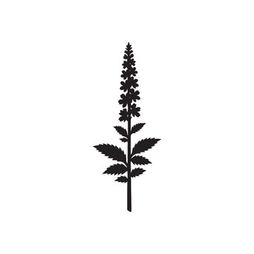Delicate larkspur flower silhouette on a white background botanical illustration for design projects