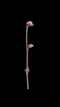 Time lapse of growing hazel (Corylus avellana) tree branch in spring with ALPHA transparency channel isolated on black background, vertical orientation
