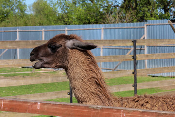 A brown llama with an open mouth stands behind a wooden fence on the territory of a farm or zoo. The animal has thick shaggy wool and a long neck, posing against a background of green grass and a blue © Олег Струс
