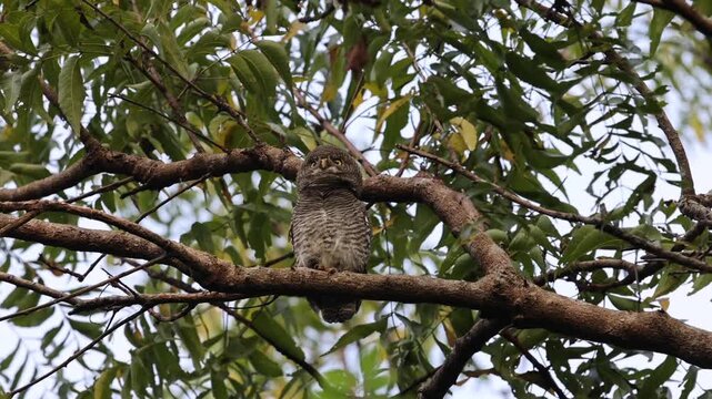 Jungle Owlet On Tree Branch Sri Lanka
Jungle owlet perched on tropical tree branch in Sri Lanka forest during daylight 2026.
