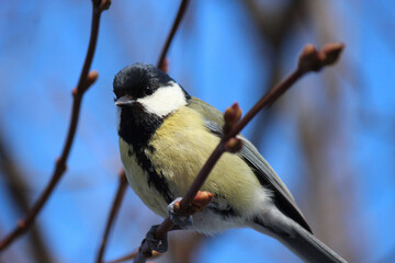 a titmouse searching for food in a winter park © sosnytskyi