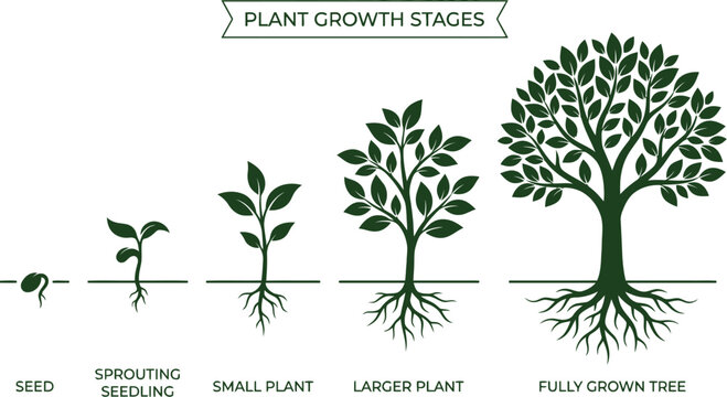 Plant growth stages from seed to tree