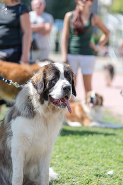 Portrait of a champion Saint Bernard dog with medals at a dog show exhibition on a green lawn.