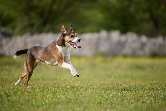 A mixed breed dog runs through grassy meadow outdoors. Open landscape and athletic posture create cheerful active atmosphere.