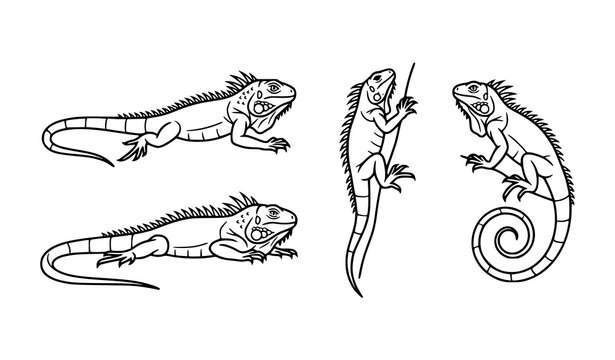 Modern Iguana Line Art Icon Set with Exotic Lizard Poses for Tropical Branding
