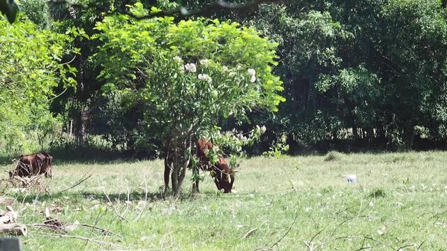 Cow grazing pasture countryside field cattle tree grass, peaceful rural livestock scenery, brown cattle feeding green grass near leafy tree shade
