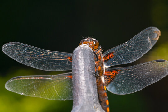 Broad-bodied Chaser (Libellula depressa)