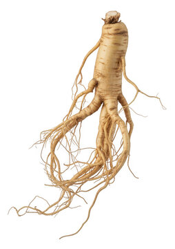 Single raw ginseng root with fibrous branches isolated on a plain white background, for medicine isolated on a transparent background