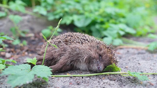 Dead Hedgehog Lying on Ground Near Road Among Green Plants | Wild Animal Road Casualty | Wildlife Conservation and Road Safety Concept Close-Up