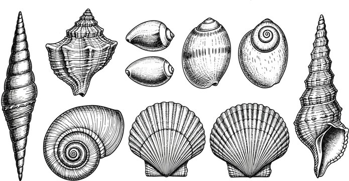 Vintage Hand Drawn Sea Shell Collection Vector Illustration Featuring Scallops Conchs and Marine Life Sketches for Nautical Themed Designs Posters and Coastal Decor