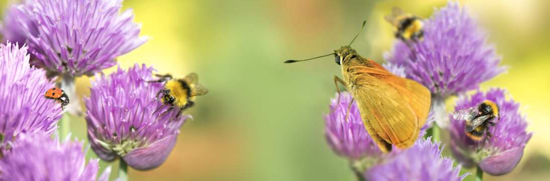 bumble bees and butterfly collecting pollen in a chive flowers on green blurred background in garden