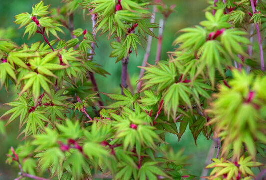 closeup on japanese maple sango kaku with leaf at heart and branches pink and green leaf growing in the tree at spring