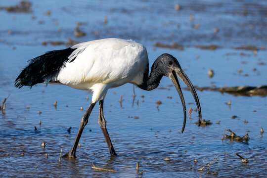 Ibis sacro in alimentazione nelle risaie vercellesi