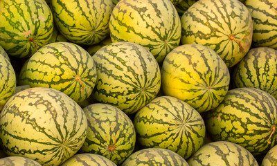 Juicy Asian watermelons. A large pile of ripe watermelons lies in a field in the sunset light. A...