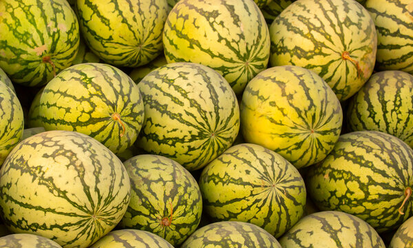 Juicy Asian watermelons. A large pile of ripe watermelons lies in a field in the sunset light. A close-up of many watermelons.