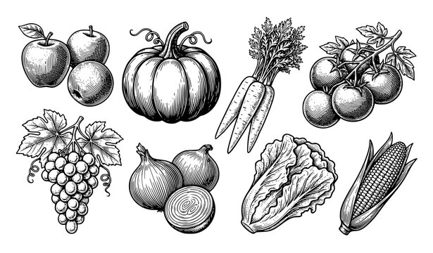 Antique produce etching vector illustration isolated on white background