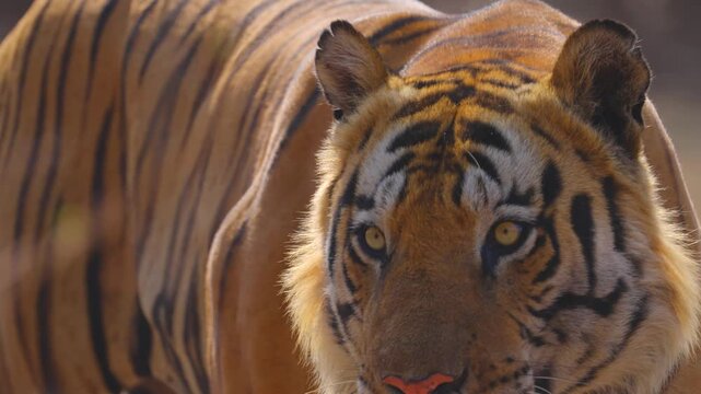 Close-up tiger reveals intricate striped pattern rippling across powerful shoulder blades&mdash;nature's perfect predator design.