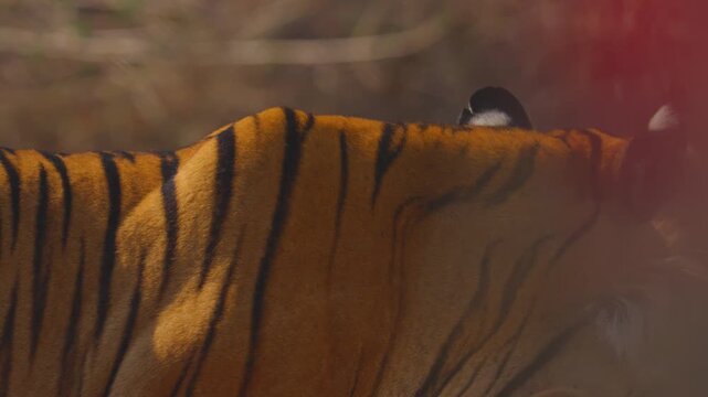Close-up tiger reveals intricate striped pattern rippling across powerful shoulder blades&mdash;nature's perfect predator design.
