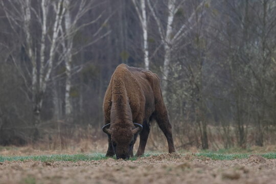 wisent
