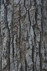 Obraz premium Rough Tree Bark Texture Background
