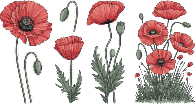 Red Poppy Flower Vector Set with Botanical Elements, Buds, and Leaves for Remembrance Day, Wedding Invitations, Floral Arrangements, and Textile Patterns
