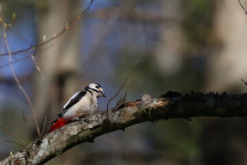 Obraz premium great spotted woodpecker