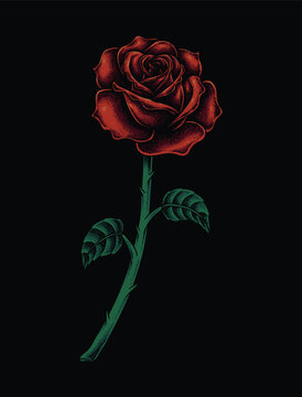 Red rose illustration