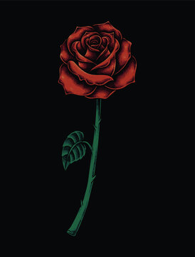 Red rose illustration