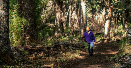 Mature hiker trekking through a dense ancient forest during a challenging ascent to Laguna Ilon, Bariloche, Argentina. © Jose