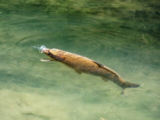(Cyprinus carpio) Japanese Brocarde carp or Japanese carp Koi 'Bekkō', Amur fish 'Nishikigoi' kept for decorative purposes in koi ponds  © Marc