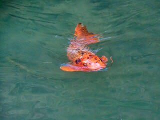 Japanese ornamental koi carp of the 'Nishikigoi or Bekkō' variety, (Cyprinus carpio) displaying rouge orangé colors and black spots in green water © Marc