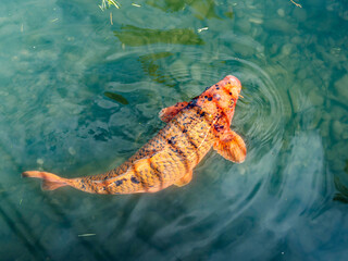 (Cyprinus carpio) Brocarde carp - Orange and Black colored Koi fish or Japanese carp 'Bekkō'  with prominent barbels on the lip living in a outdoor Koi garden pond  © Marc