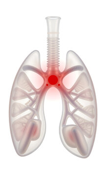 detailed photorealistic sharp product photography translucent human bronchial tube white studio backdrop even