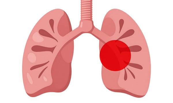 detailed photorealistic sharp product photography translucent human bronchial tube white studio backdrop even